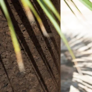 Planter CORTICA 002 - Image 2