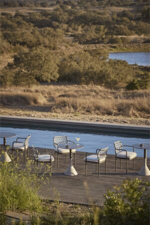 Curio Dining Armchair